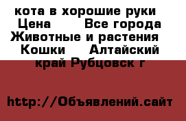 кота в хорошие руки › Цена ­ 0 - Все города Животные и растения » Кошки   . Алтайский край,Рубцовск г.